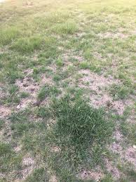 Chronic lawn problems are often about the soil, not the actual grass. New Home Owner Need Some Guidance On How To Fix My Lawn The Lawn Forum