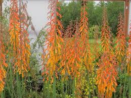 Image result for Kniphofia thomsonii