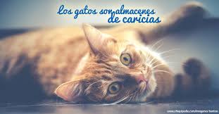 Maybe you would like to learn more about one of these? Las Mejores Imagenes De Gatos Graciosos Y Tiernos