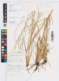 Image result for Eriochloa meyeriana