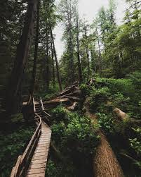 There Are Rainforests In Canada Stroll The Rainforest Trail In Pacific Rim National Park R Pacific Rim National Park Kluane National Park Beautiful Forest