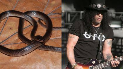 Snake Species Gets Name From Guns N' Roses Guitarist Slash