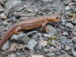 Newts: Wetland Magicians | Salish Magazine