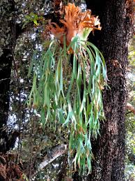 Image result for parožnatka Platycerium