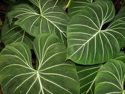 We did not find results for: 13 Big Leaf Houseplants That Make A Statement