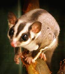 Alibaba.com offers 947 sugar gliders products. Sugar Glider Information Salman S Pets