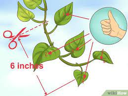 How to use the crop and straighten photo command in. How To Clone Pothos 15 Steps With Pictures Wikihow