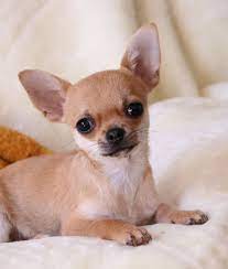 Pin By Nadine On Obsessed Chihuahua Mix Puppies Cute Chihuahua Chihuahua Love