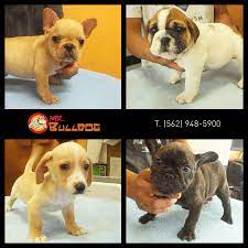 If you want shipping of your french bulldog puppy or make the reservation, email us or make request. Pin On Hello Mr Bulldog