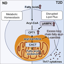 Fatty Acid Metabolites Combine with Reduced β Oxidation to Activate Th17  Inflammation in Human Type 2 Diabetes: Cell Metabolism