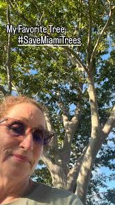 This one goes out to @urbanparadiseguild and the @sierraclubmiami. My  Favorite Tree sits lonely in an underused park, Calusa Park, a park that  was orphaned as it falls right outside the Village of Key ...