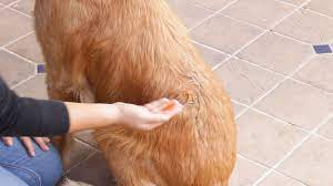 3 Ways To Get Oily Ear Drops Off A Dog S Fur Wikihow