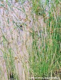 Image result for Sporobolus spicatus