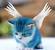 Kitten British Shorthair