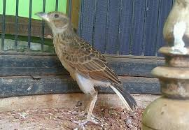 Proses merawat juga tidak mudah harus telaten dan sabar. Perbedaan Branjangan Jawa Dan Ntb Yang Tak Banyak Diketahui