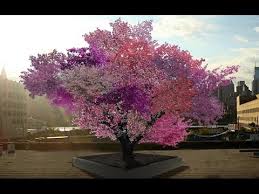 Combination fruit trees are trees with several different varieties grafted on the same tree. Syracuse Professor Grows 40 Different Fruits On One Tree Youtube