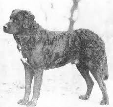 Black And White Chesapeake Bay Retriever My Dog Scuffy Unique Dog Breeds Ancient Dogs Dogs