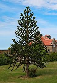 Image result for Arauk rie Araucaria