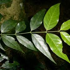 Image result for Psydrax parviflora