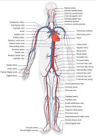 Cardiovascular System In 2020 Human Body Activities Human Body Systems Human Circulatory System