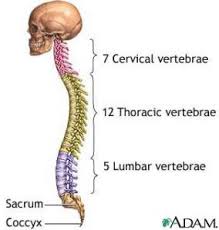 Kinesiology The Spine Cervical Vertebrae Thoracic Vertebrae Chiropractic Care