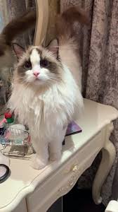 Undercoats are one of the most how do i stop my ragdoll from shedding. Do Ragdoll Cats Shed Video Ragdoll Cat Cats Cat Shedding