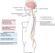 Cardiovascular Complications Of Spinal Cord Injury Tidsskrift For Den Norske Legeforening