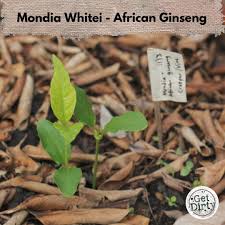 Image result for Mondia ecornuta