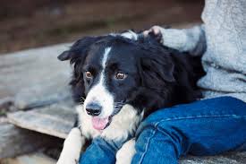 Maybe you would like to learn more about one of these? How To Train A Service Dog For Anxiety 6 Important Steps Service Dog Certifications