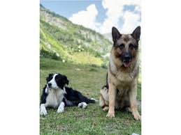 Home » adoption » chien berger allemand a donner. Photos Berger Allemand A Donner Hainaut Belgique