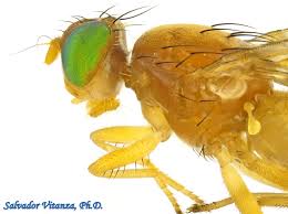 Image result for Dicliptera zambeziensis