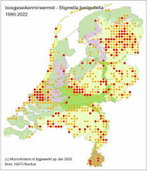Image result for Stigmella basiguttella