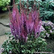 Purpurkerze Astilbe American Meadows Perennials Plants