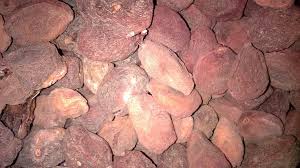 How To Dry And Store Fermess Dried Apricots طريقة تجفيف و تخزين الفرماس Dried Apricots Tunisian Food Apricot