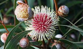 The more sun these flowers are exposed to the larger their blooms will be so make sure it is in. The Wildflowers Of Western Australia