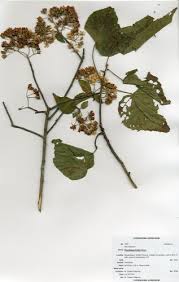 Image result for Dombeya kirkii