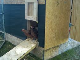 An outdoor kitchen can completely transform any porch, patio or backyard into the ultimate entertaining space. 5 Uses For Chickens In The Garden Mike S Backyard Nursery