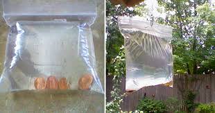 She Keeps Pennies In A Water Filled Bag On Her Porch The Reason This Is Brilliant Fly Repellant Diy Flies Repellent Outdoor Fly Repellant