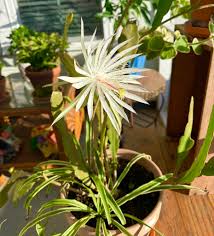 Image result for Chlorophytum perfoliatum