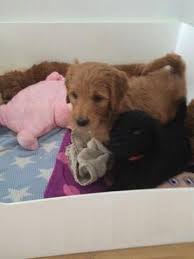 Maybe you would like to learn more about one of these? Beautiful F1 Miniature Goldendoodle Puppies Only Boys Available For Sale In Las Vegas Nevada Classified Americanlisted Com