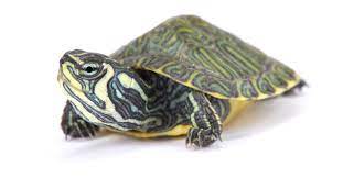 What is a yellow bellied slider? Yellow Bellied Turtle Complete Care Guide All Turtles