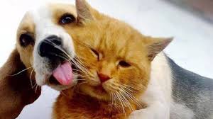 Check spelling or type a new query. Lucie S Pet Care Dog Walking Pet Sitting North London