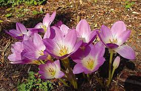 For earliest bloom, plant winter aconite, snowdrops, species crocus, chionodoxa, iris reticulata, early daffodils, and early. Fall Blooming Bulbs White Flower Farm S Blog