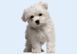 On average, a maltese dog should cost between $0 and $10,000. Maltese Puppies Buy Puppy In Dubai Happy Paws Dubai