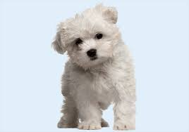 Maybe you would like to learn more about one of these? Puppies For Sale Buy Dogs In Dubai Best Dubai Pet Shop