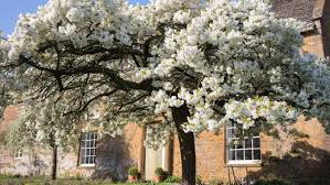 Many different flowering trees and cultivars are commercially available and are known by their common names. The Secret History Of Japan S Cherry Trees Financial Times