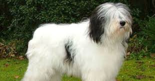 Black And White Sheepdog Sheep Dog Polish Lowland Sheepdog Dog Breeds White Dog Breeds