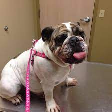 At midvalley animal clinic, we treat your pets like the. Valley View Veterinary Clinic Council Bluffs Ia