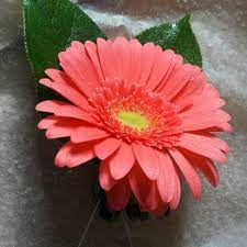 Coral Mini Gerbera Daisy Boutonniere Daisy Boutonniere Coral Gerber Daisy Bouquet Unique Wedding Flowers