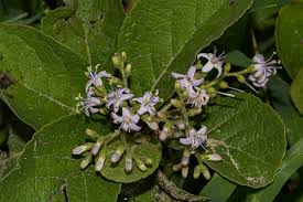 Image result for Ehretia obtusifolia
